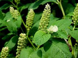 Image result for Phytolacca