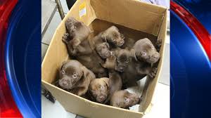 Maybe you would like to learn more about one of these? Chocolate Lab Puppies Surrendered To Humane Society Fox 46 Charlotte