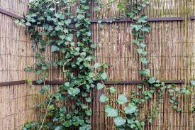 Maybe you would like to learn more about one of these? Sichtschutz Fur Die Terrasse Die Besten Ideen Tipps Und Tricks