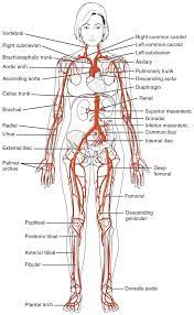 Label the major arteries and veins indicated in figure 46.11. 20 5 Circulatory Pathways Anatomy Physiology