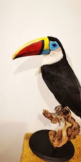 Check out our white throated toucan selection for the very best in unique or custom, handmade pieces from our there are 183 white throated toucan for sale on etsy, and they cost $19.95 on average. Lot Art White Throated Toucan Full Body Mount Ramphastos Tucanus 48 0 21 Cm