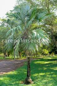 Image result for Leucothrinax morrisii
