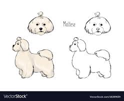 Bundle Of Colorful And Monochrome Outline Drawings Of Head And Full Body Of White Maltese Front And Side Views Dog Drawing Dog Photography Poses Dog Print Art