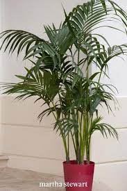 Growing These Backyard Plants Ensure Your Property Remains As Private As Possible In 2021 Plants Palm Trees Garden Small Palm Trees