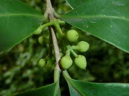 Image result for Chionanthus foveolatus