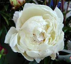 Maybe you would like to learn more about one of these? Paeonia Lactiflora Boule De Neige Peony Boule De Neige Primrose Hall Peonies