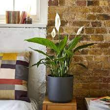 Check spelling or type a new query. 10 Of The Best Indoor Plants For Bedroom In India India Gardening
