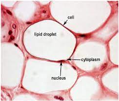 Check spelling or type a new query. Adipose Tissue Adipose Tissue Histology Slides Integumentary System