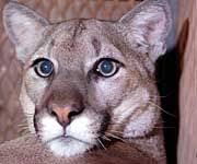 Sein tod löste massenproteste gegen rassismus und polizeigewalt im land aus. Kanada Puma Angst Im Nationalpark Der Spiegel