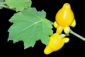 Image result for Solanum tettense