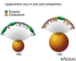 Macronutrients are the nutrients required by our body in large amounts. Macronutrients And Micronutrients Flashcards Quizlet