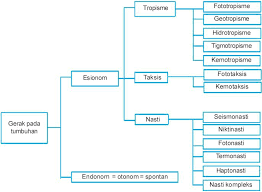 We did not find results for: Peta Konsep Gerak Endonom Gerak Higroskopis Gerak Esionom Brainly Co Id