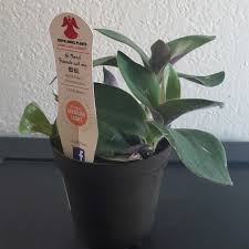 The plant of tradescantia is the representative of family the spiderwort family. Tradescantia Cerinthoides Syn Tradescantia Blossfeldiana Tradescantia Red Hill Flowering Inch Plant Uploaded By Allyvon