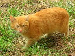 Yellow Cats Yellow Eyed Red Mackerel Tabby Insolent Cat Russian Cats Pictures Cats Yellow Cat Tabby