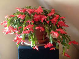 It was bred from two unique parent plants that both grow in the south american rainforests, specifically in brazil. Christmas Cactus Sunset Dancer