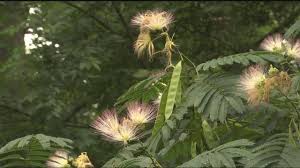 Maybe you would like to learn more about one of these? Mimosa Trees Considered Invasive Species In The Tennessee Valley Wrcbtv Com Chattanooga News Weather Amp Sports