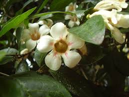 Image result for Rothmannia globosa