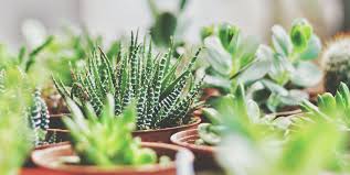 Cactus belongs to the succulents' group, plants that can absorb and store large amounts of water in their plant body and roots. The Health Benefits Of Having Succulents In Your Home