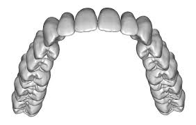 Upper Jaw Teeth Anatomy 3d Model Teeth Anatomy Teeth Drawing Teeth