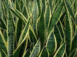 Check spelling or type a new query. How To Grow Sansevieria Indoors Or Outdoors Dengarden