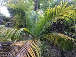 Image result for Acanthophoenix rubra