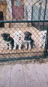 There are current on vaccinations and deworming. Cox S German Shepherds Home Facebook