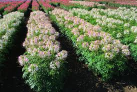 Image result for Cleome rubella