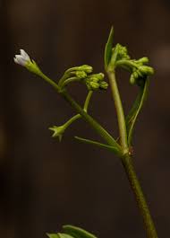 Image result for Pentodon pentandrus