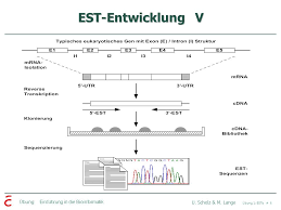 Kits for constructing cdna libraries primarily composed of reagents and vectors. Est Expressed Sequence Tag Ppt Herunterladen