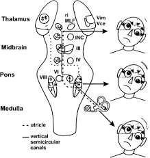 They also include paraneoplastic necrotizing myopathy and some connective tissue diseases. Complex Ocular Motor Disorders In Children Springerlink