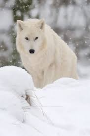 The Good Wolf By Uwe Logemann 500px Artic Wolf Arctic Wolf Polar Wolf