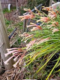 Image result for Cyrtanthus mackenii