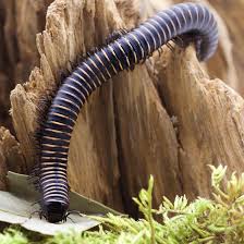 Image result for Odontosoria africana