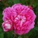 Marie Louise (Shrub Rose)