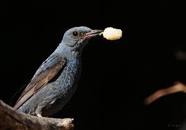 Gok Ardic Blue Rock Thrush Rock Resim Kus