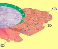 Check spelling or type a new query. Pengertian Retikulum Endoplasma Kasar Coretan Bintang Naisya Www Sridianti Com