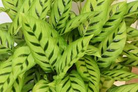 Plante verte int?rieur sans lumi?re. Top 15 Des Plantes D Interieur Quand On A Peu De Lumiere