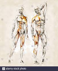 The anatomy of humane bodies improv'd, according to the circulation of the blood, and all the modern discoveries. Marketing Sincer Plin De SperanÈ›Äƒ Anatomical Drawings Of The Human Body Mohba Org
