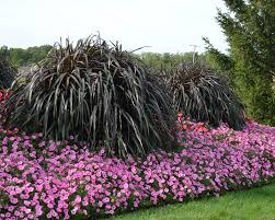 Recently, (3) _, the dutch flower growers have been having difficulties in coping with the tough competition from abroad. 10 Companions For Ornamental Grasses In The Landscape Proven Winners