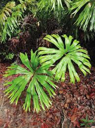 Image result for Emilia pseudactis