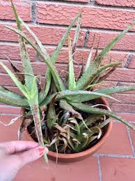 Image result for Aloe ribauensis