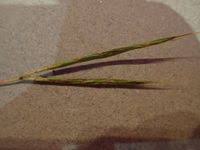 Image result for Diheteropogon amplectens