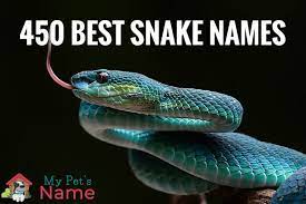 Snake Names 400 Best Names For Your Slithering Sidekick My Pet S Name