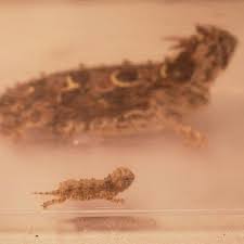 The Cutest Little Horny Toad Lizards Born At The Zoo Woai