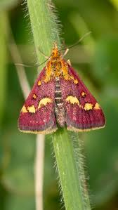 Image result for Pyrausta purpuralis
