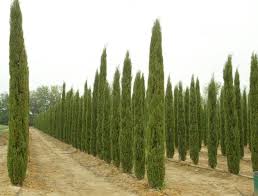 Image result for Cupressus sempervirens