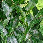 Image result for Diospyros abyssinica