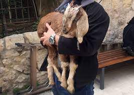 Woman kill animal part 2. Israeli Police Rescue Goats On Their Way To Being Illegally Sacrificed In Jerusalem Goats And Soda Npr