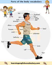 The body and the face: Pin On Learning English Vocabulary And Grammar Basic English
