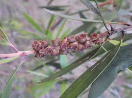 Image result for Melaleuca quinquenervia